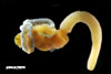 Saccoglossus kowalevskii - acorn worm from offshore Charleston, SC